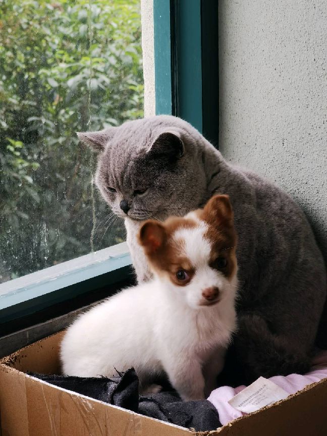 猫图片|宠物猫|猫咪|