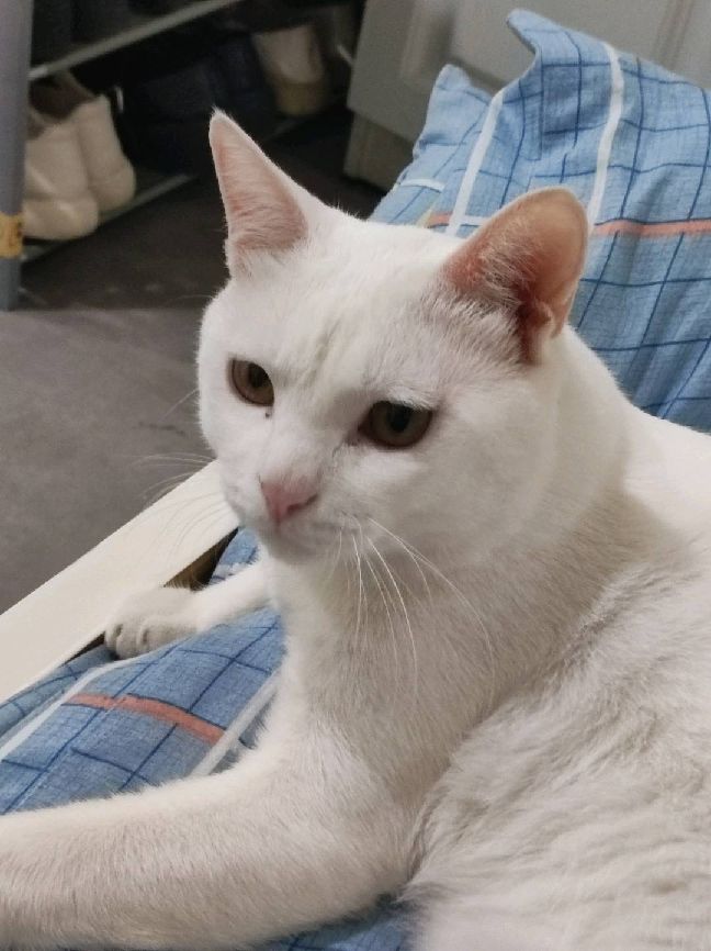 猫图片|宠物猫|猫咪|