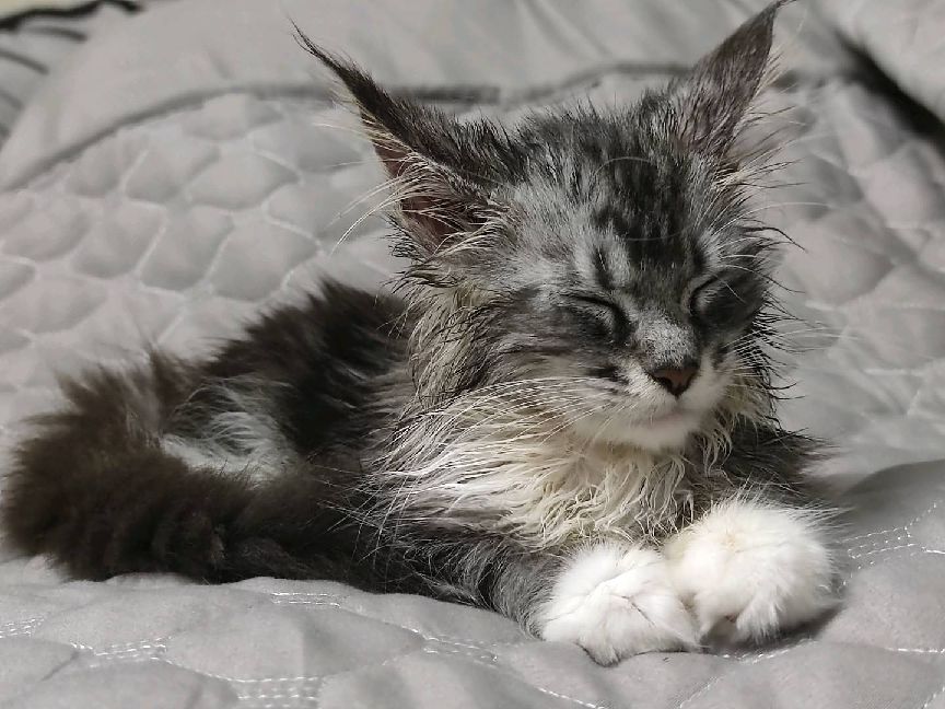 猫图片|宠物猫|猫咪|