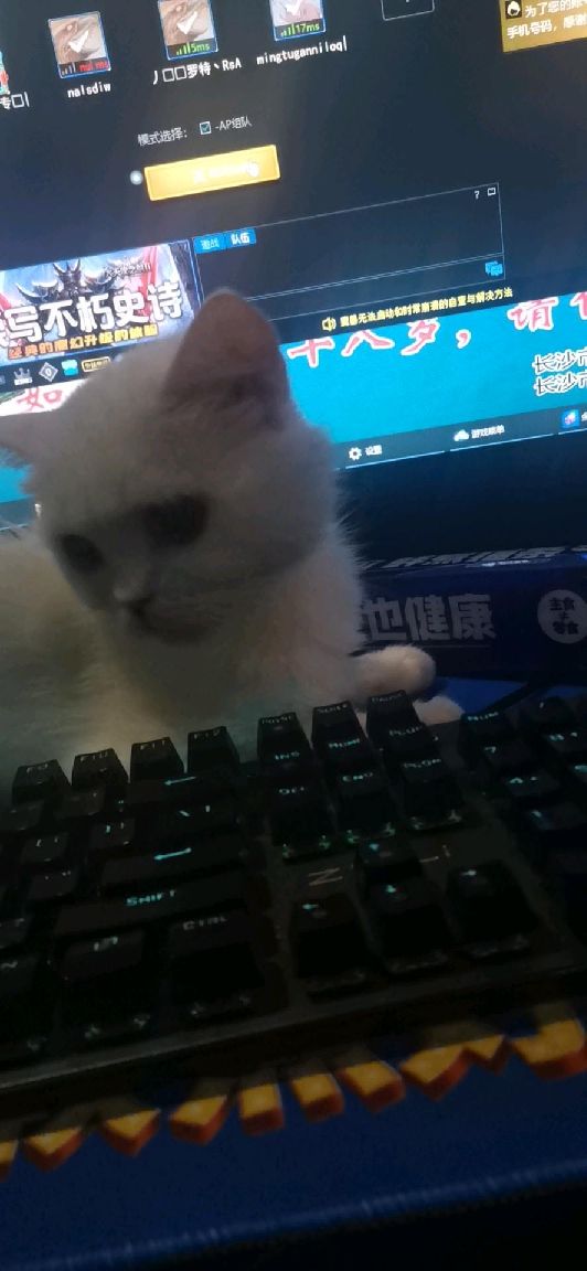 猫图片|宠物猫|猫咪|