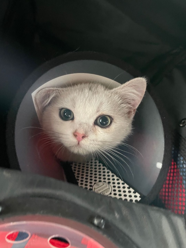 猫图片|宠物猫|猫咪|