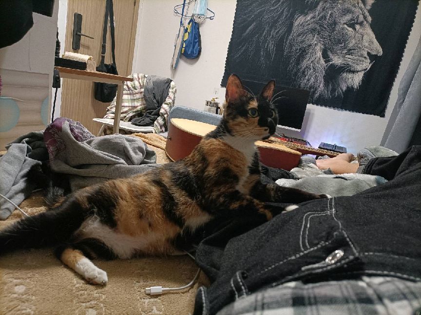 猫图片|宠物猫|猫咪|