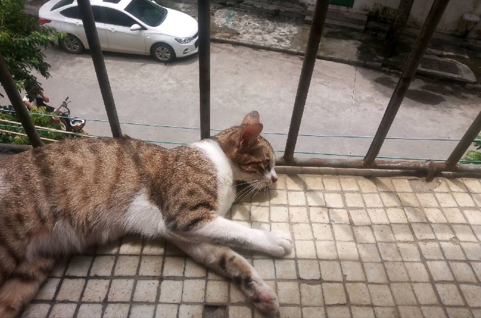 猫图片|宠物猫|猫咪|