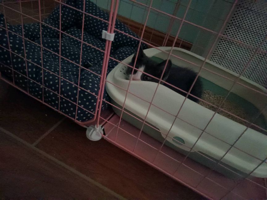 猫图片|宠物猫|猫咪|