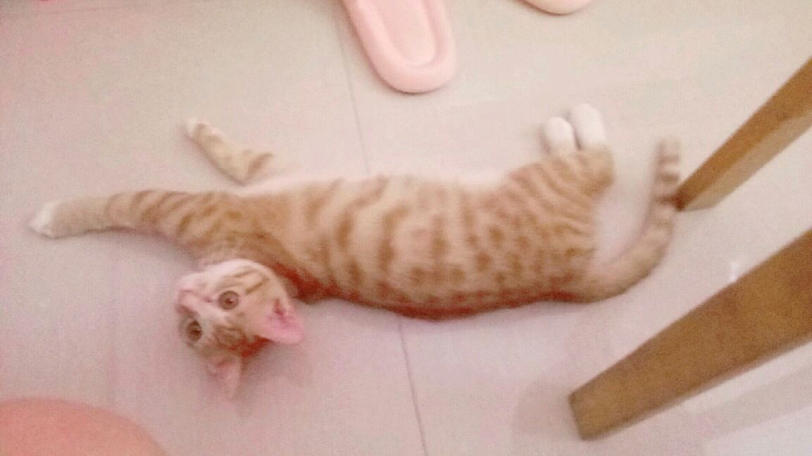 猫图片|宠物猫|猫咪|