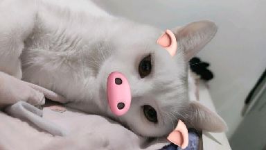 猫图片|宠物猫|猫咪|