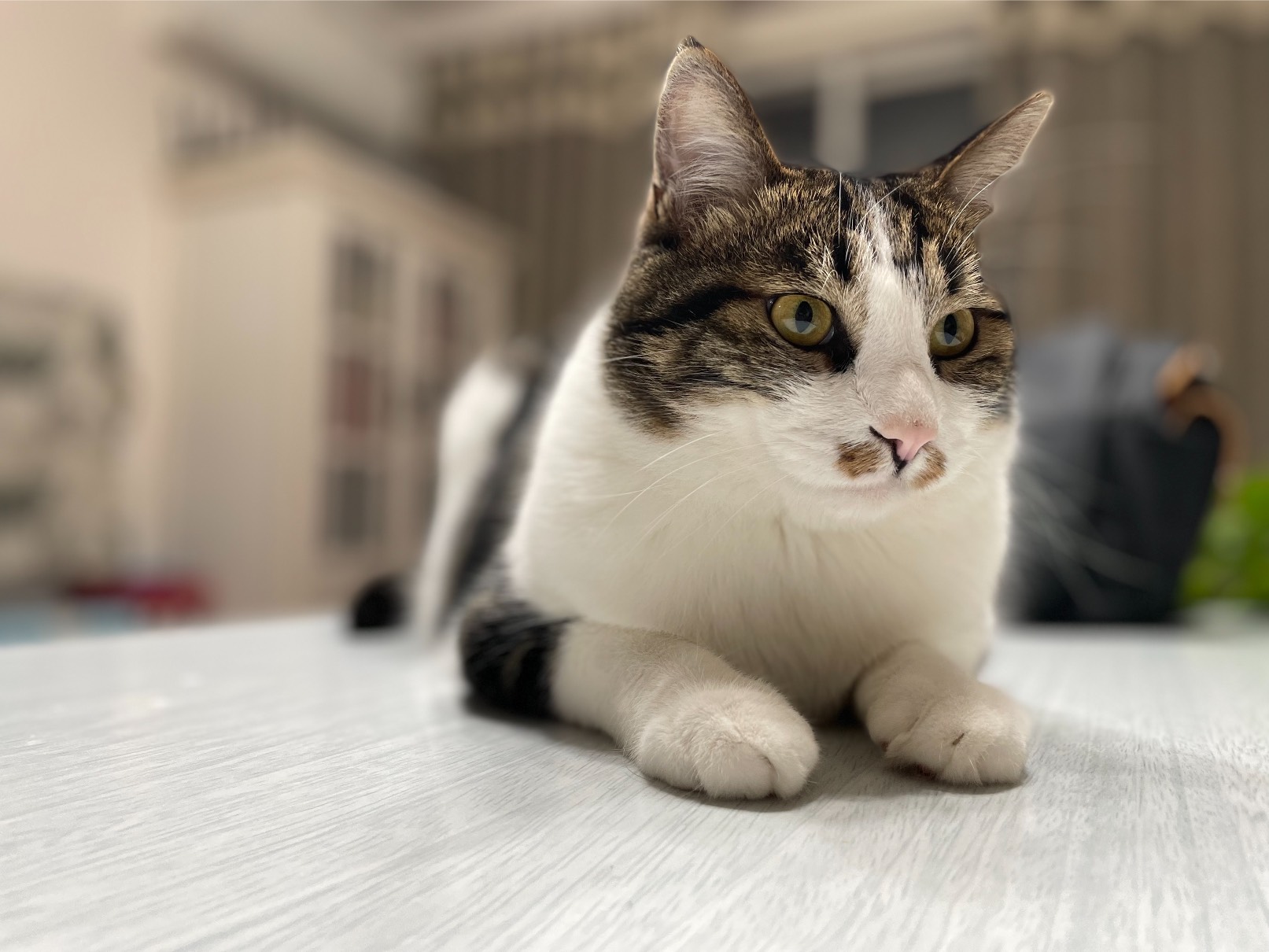 猫图片|宠物猫|猫咪|