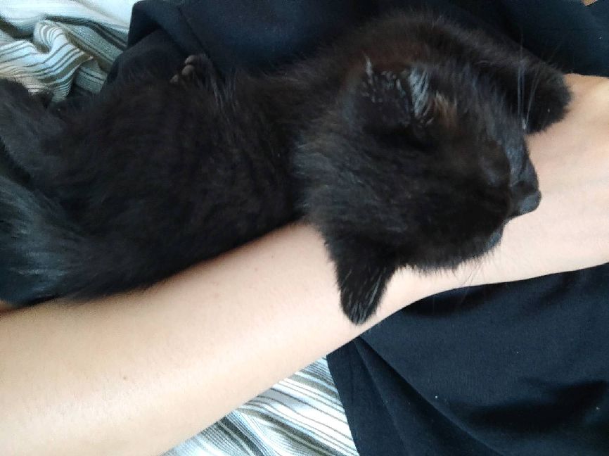 猫图片|宠物猫|猫咪|