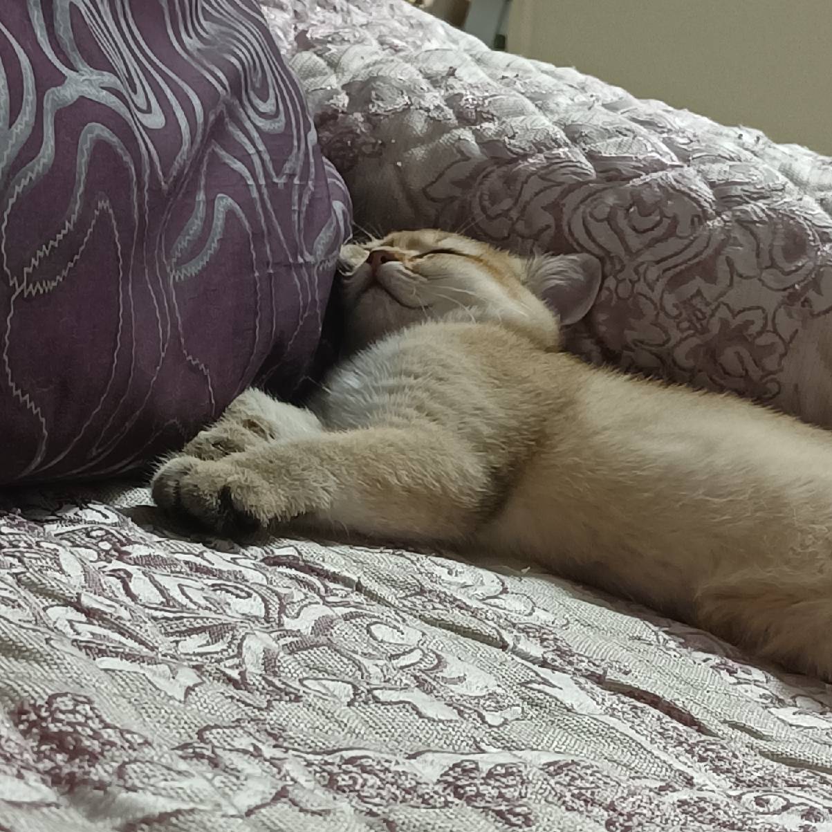 猫图片|宠物猫|猫咪|