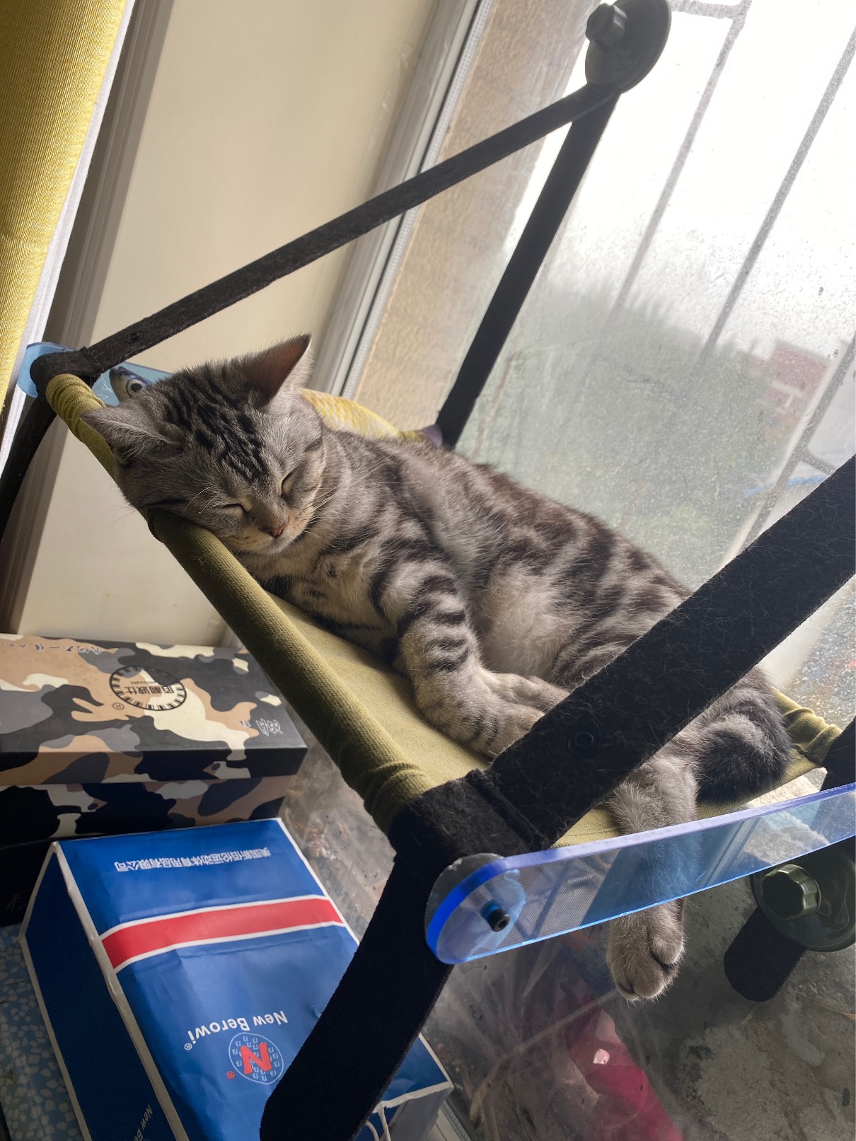 猫图片|宠物猫|猫咪|