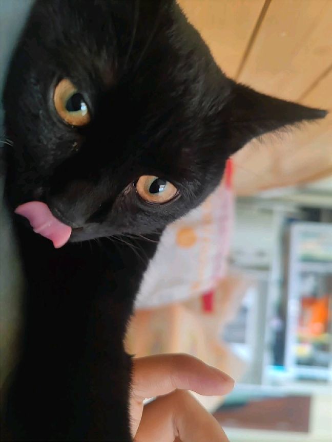 猫图片|宠物猫|猫咪|