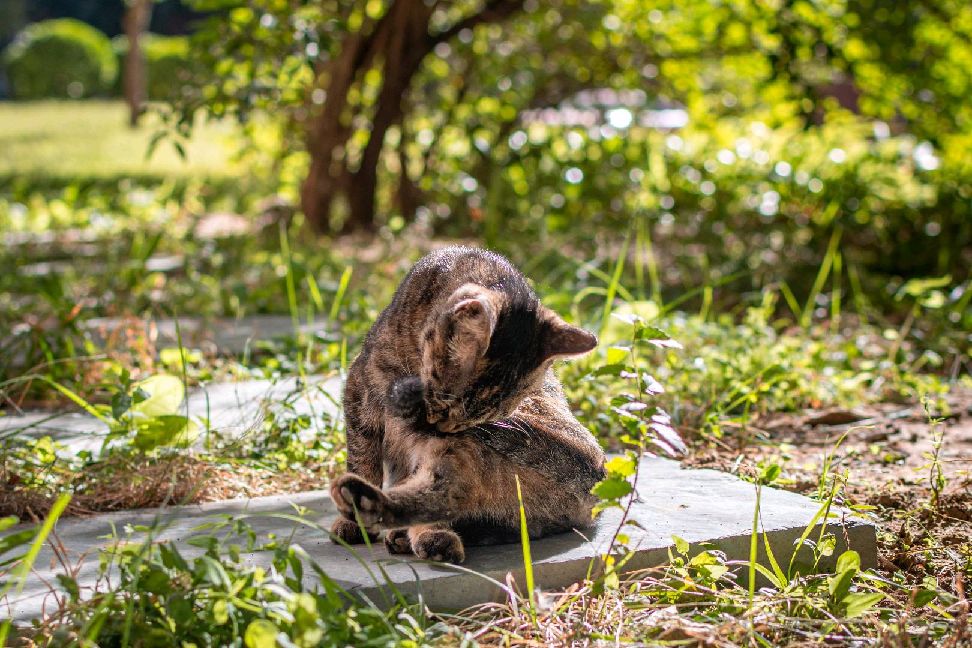 猫图片|宠物猫|猫咪|
