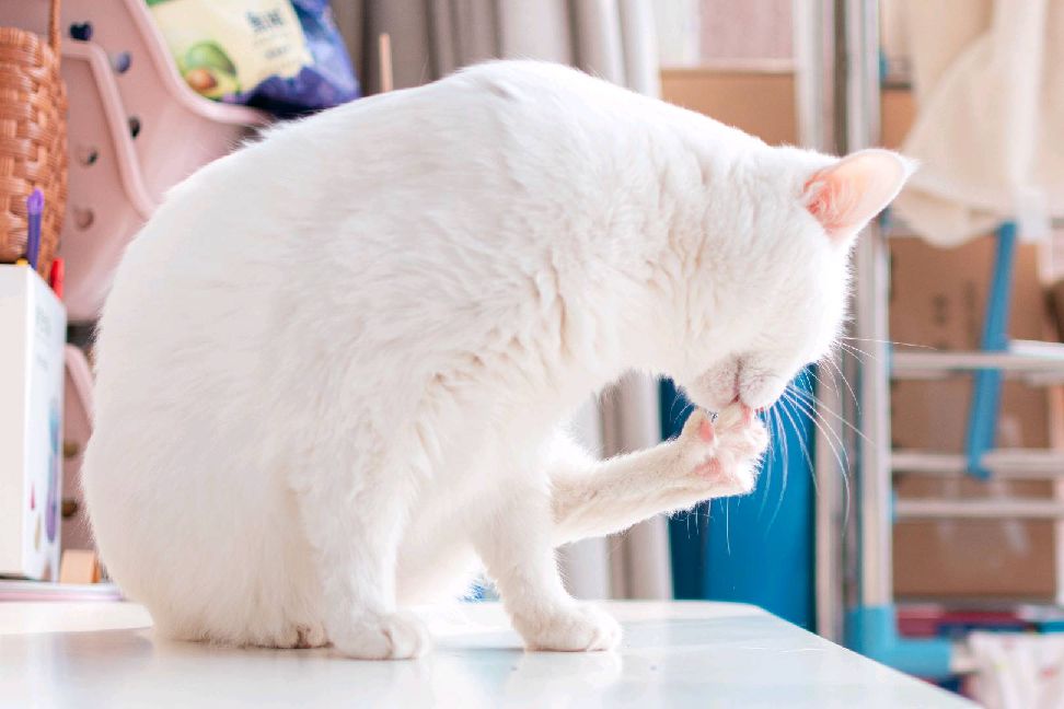 猫图片|宠物猫|猫咪|