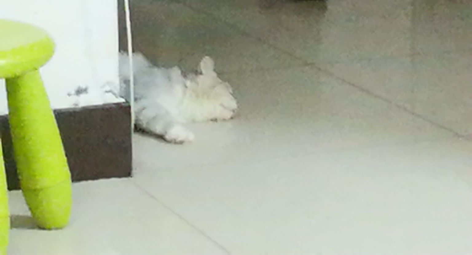 猫图片|宠物猫|猫咪|