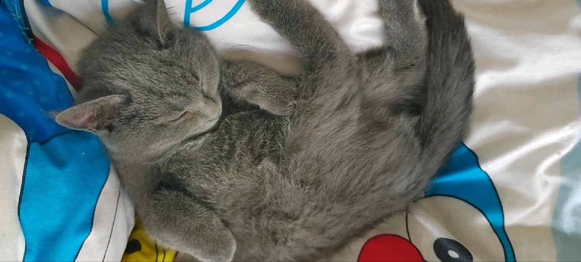 猫图片|宠物猫|猫咪|