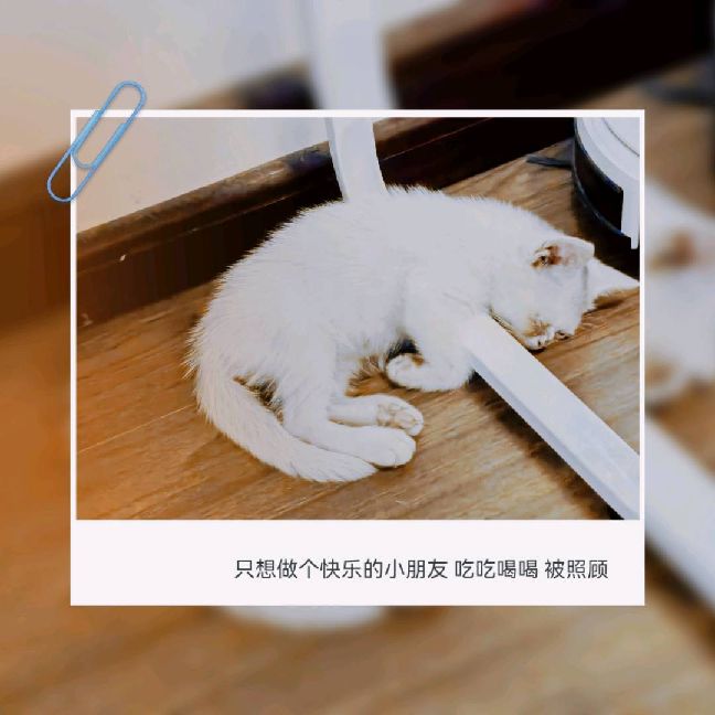 猫图片|宠物猫|猫咪|