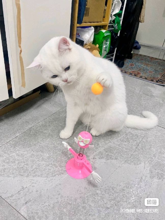猫图片|宠物猫|猫咪|