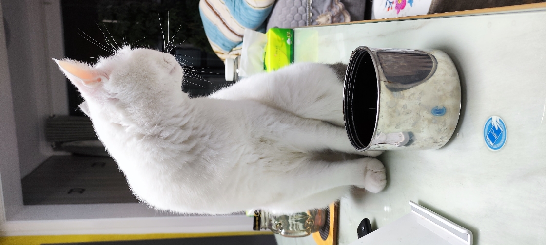 猫图片|宠物猫|猫咪|