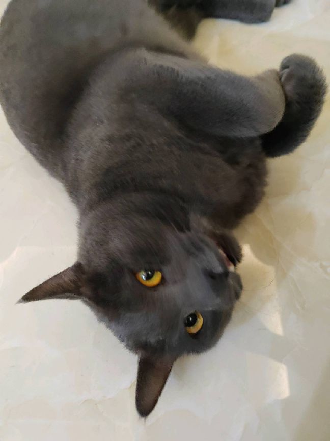 猫图片|宠物猫|猫咪|