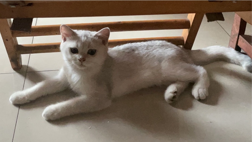 猫图片|宠物猫|猫咪|