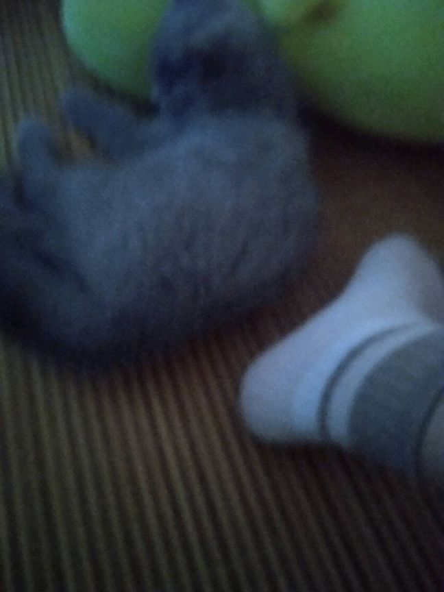 猫图片|宠物猫|猫咪|