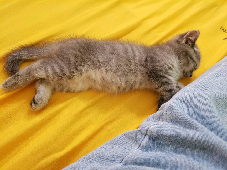 猫图片|宠物猫|猫咪|