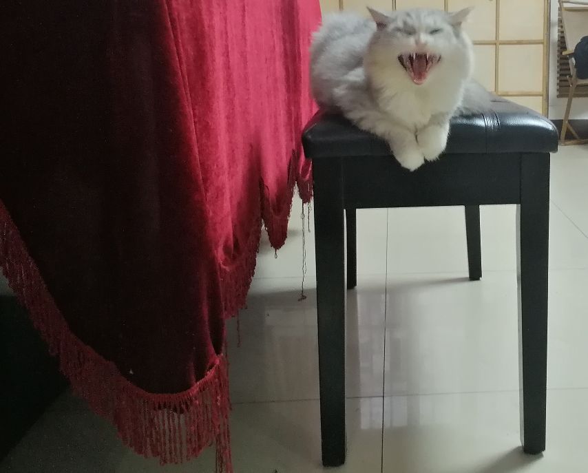 猫图片|宠物猫|猫咪|