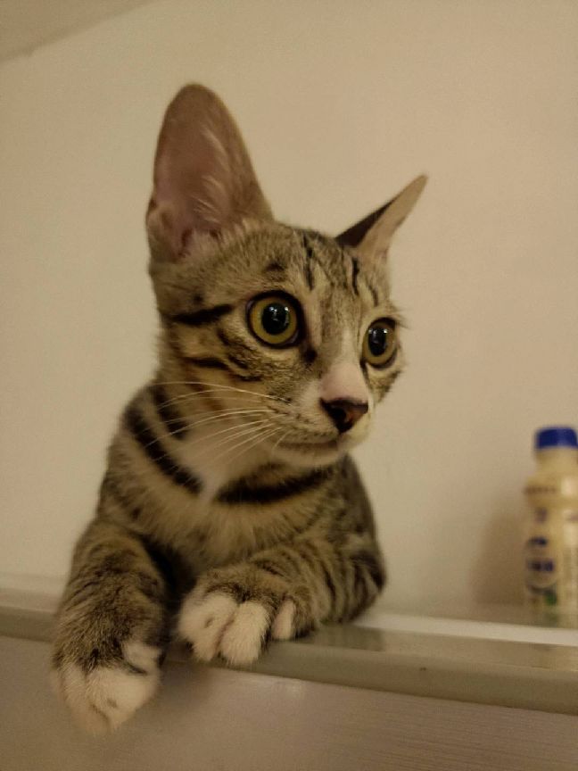 猫图片|宠物猫|猫咪|