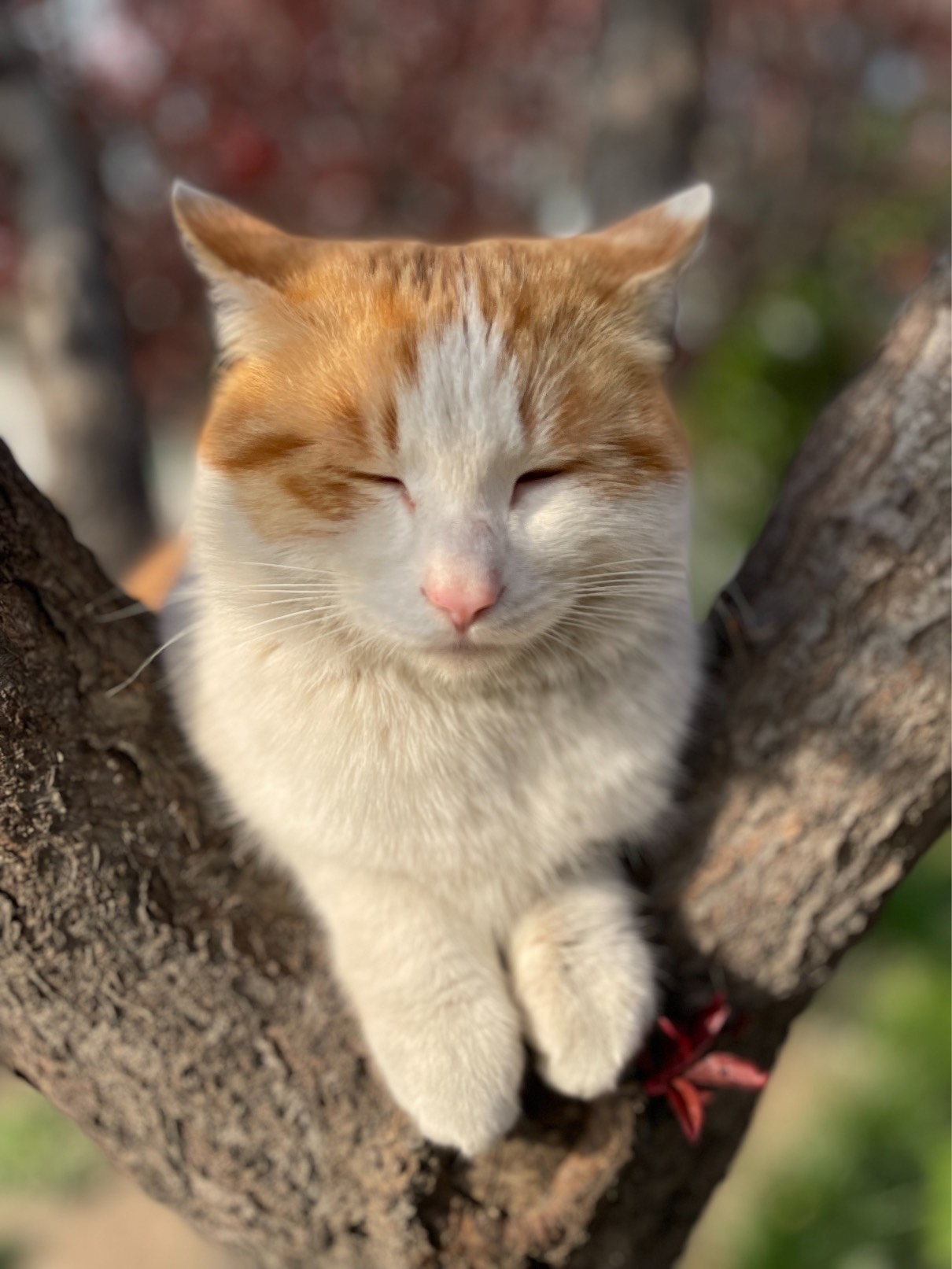 猫图片|宠物猫|猫咪|