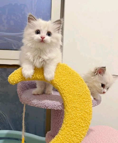 猫图片|宠物猫|猫咪|