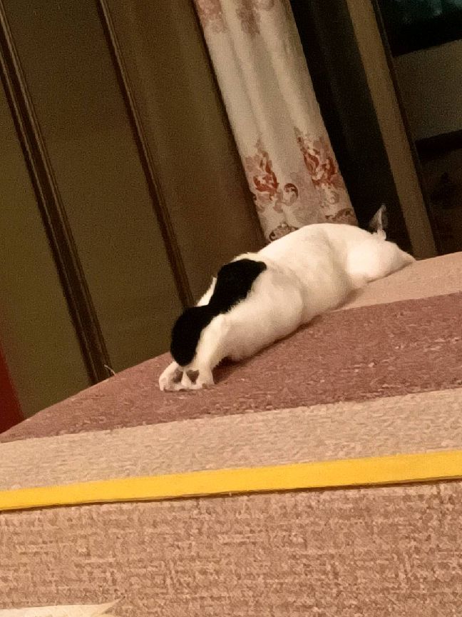 猫图片|宠物猫|猫咪|