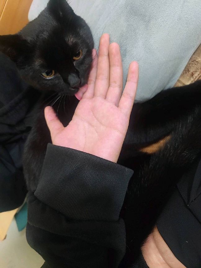 猫图片|宠物猫|猫咪|