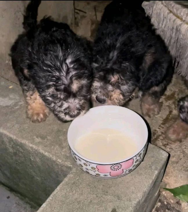 猫图片|宠物猫|猫咪|