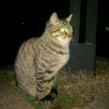 猫图片|宠物猫|猫咪|