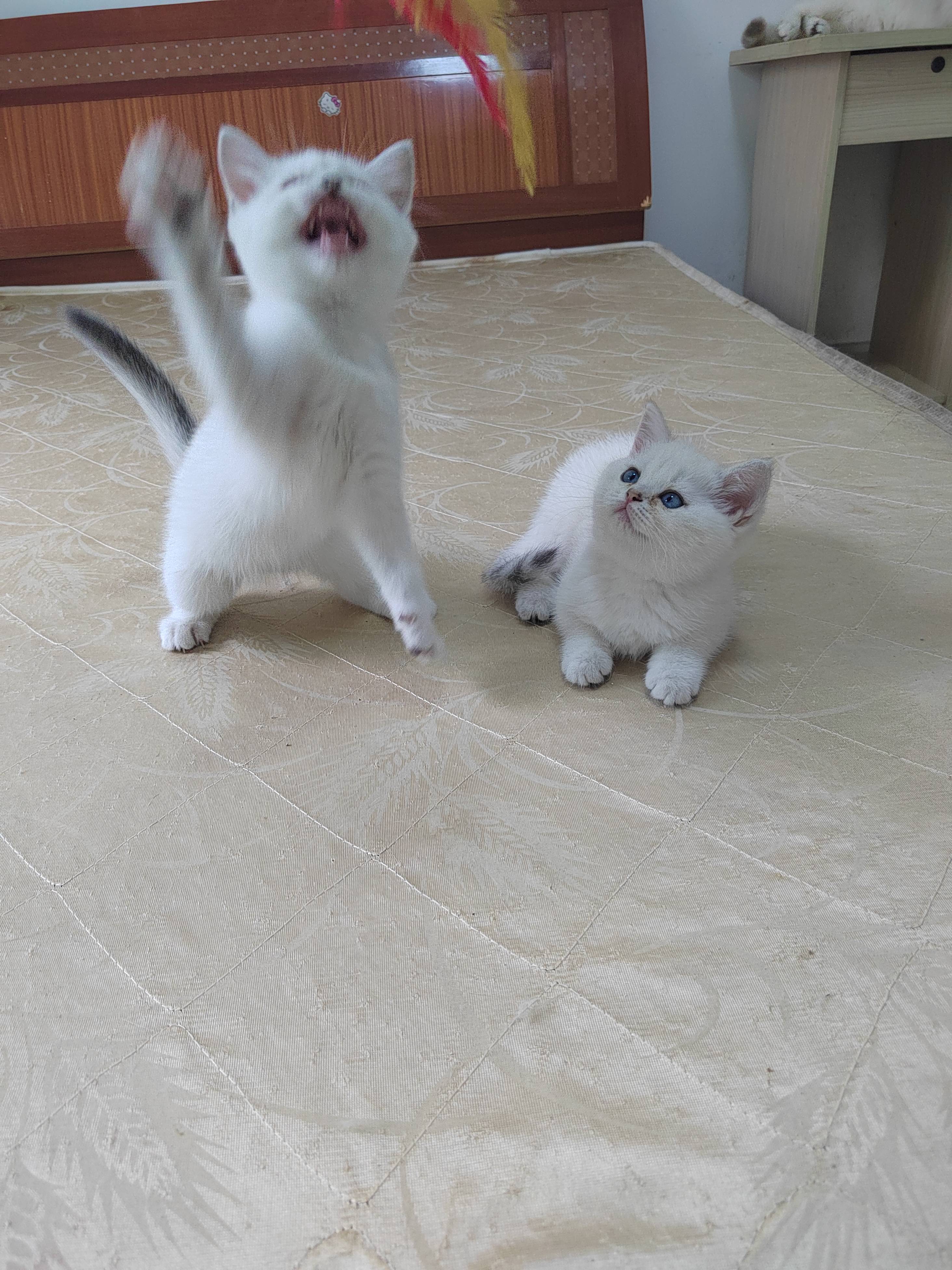 猫图片|宠物猫|猫咪|