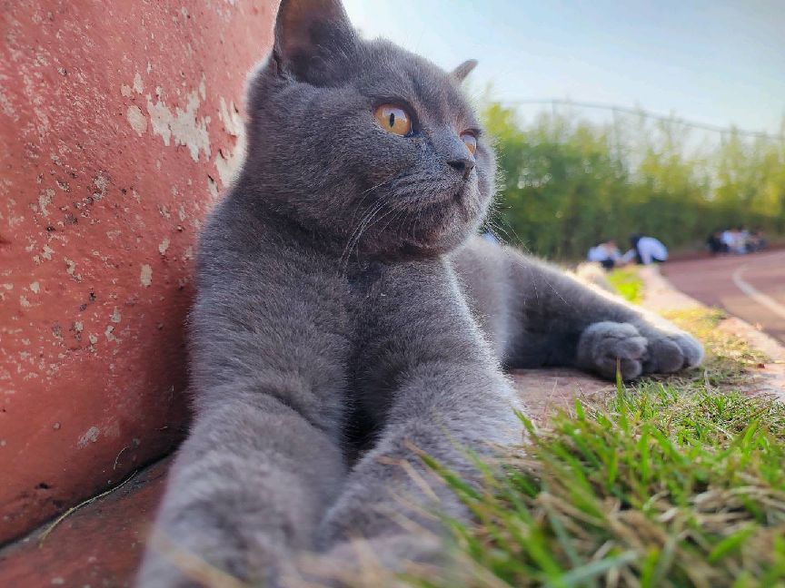 猫图片|宠物猫|猫咪|