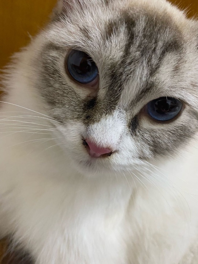 猫图片|宠物猫|猫咪|