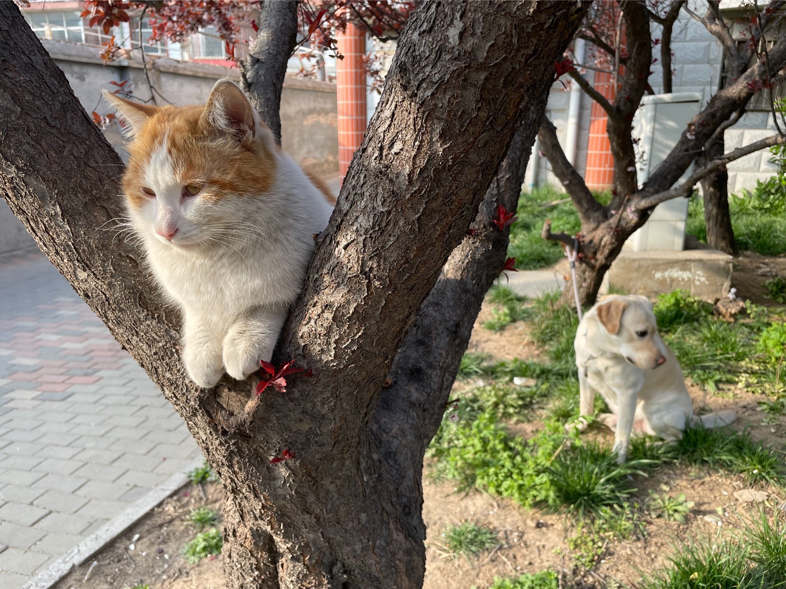 猫图片|宠物猫|猫咪|