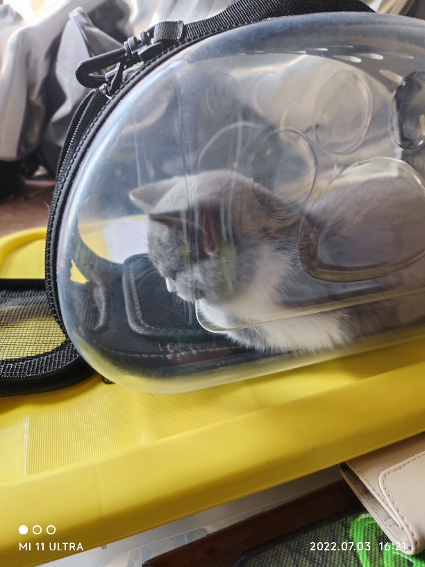 猫图片|宠物猫|猫咪|