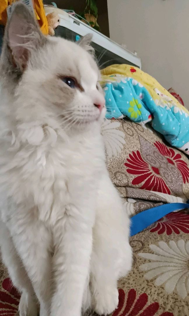 猫图片|宠物猫|猫咪|