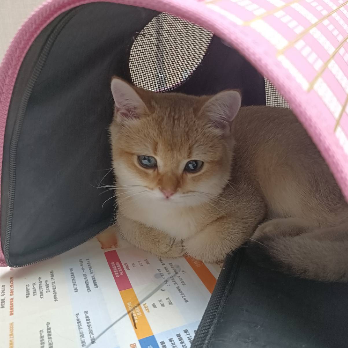 猫图片|宠物猫|猫咪|