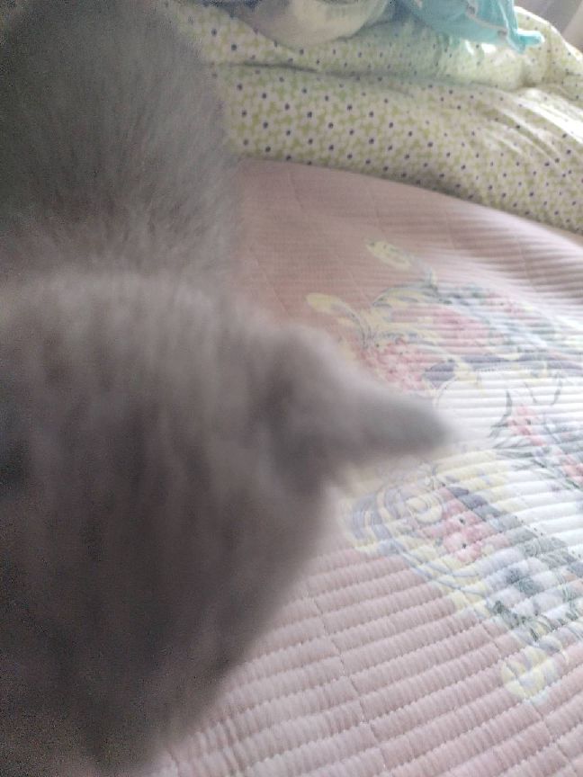 猫图片|宠物猫|猫咪|