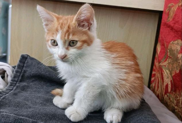 猫图片|宠物猫|猫咪|