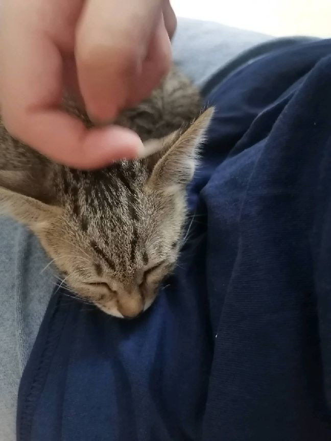 猫图片|宠物猫|猫咪|