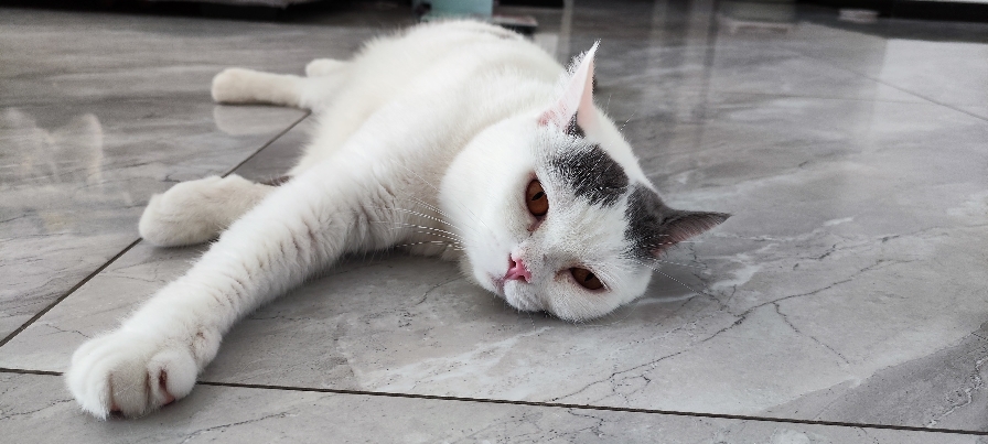 猫图片|宠物猫|猫咪|