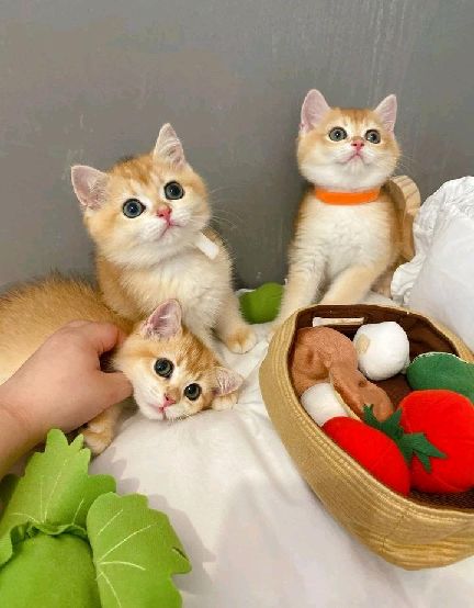 猫图片|宠物猫|猫咪|