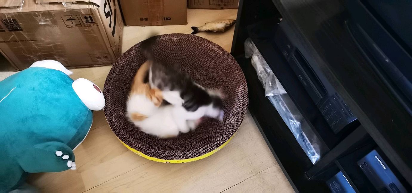 猫图片|宠物猫|猫咪|