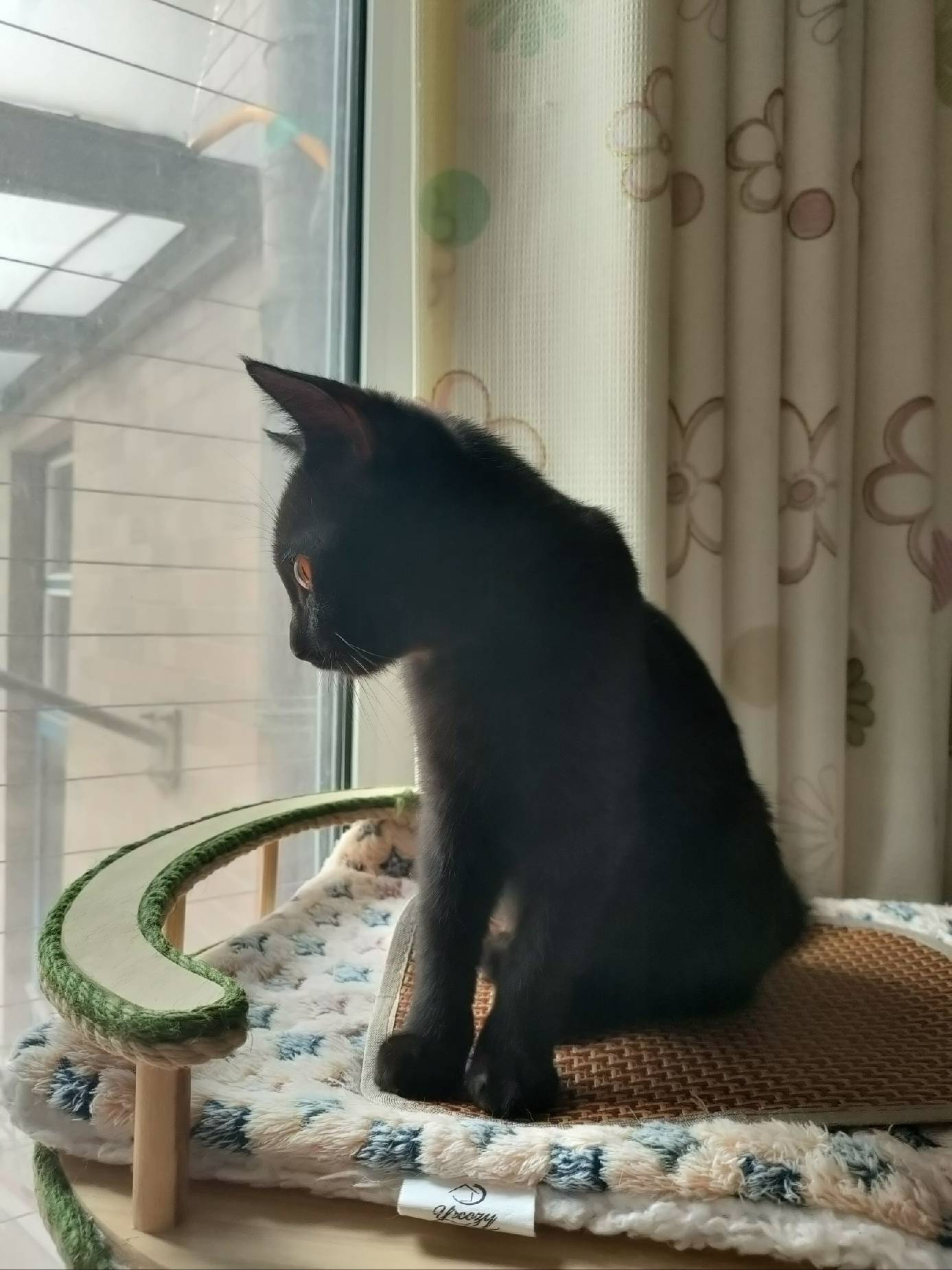 猫图片|宠物猫|猫咪|