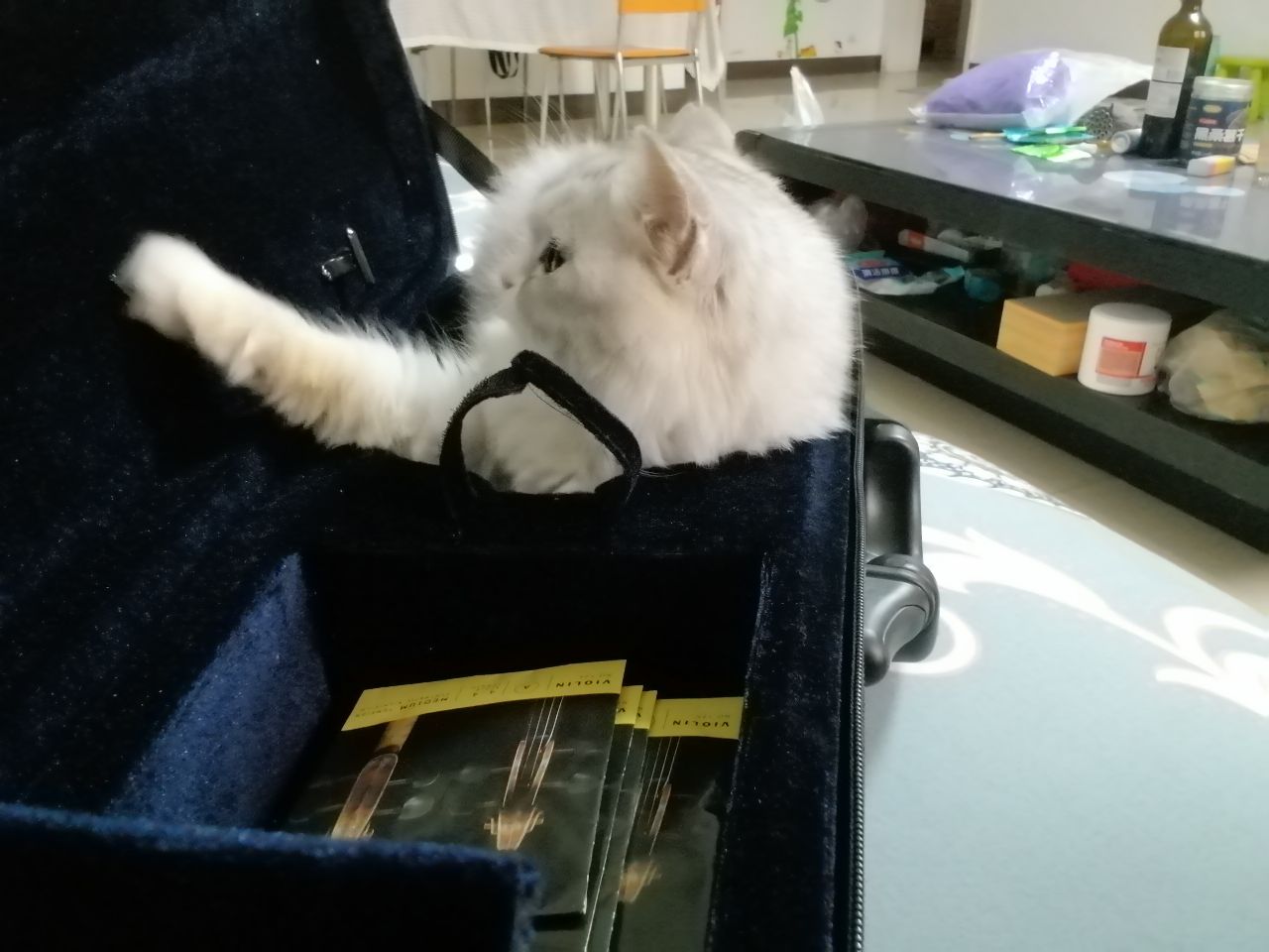 猫图片|宠物猫|猫咪|