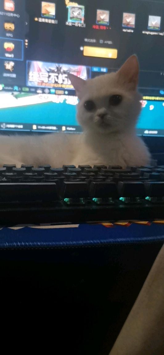 猫图片|宠物猫|猫咪|